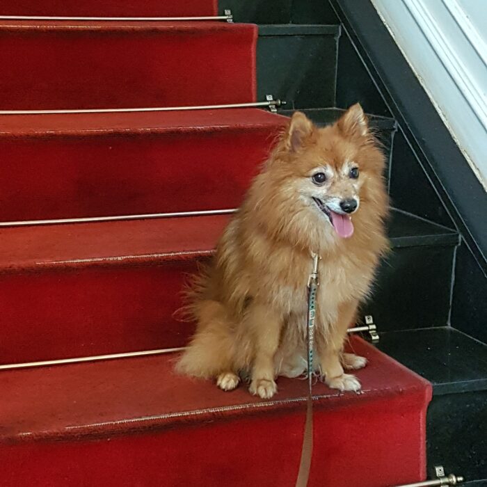 perseverant dog temperament dog personality