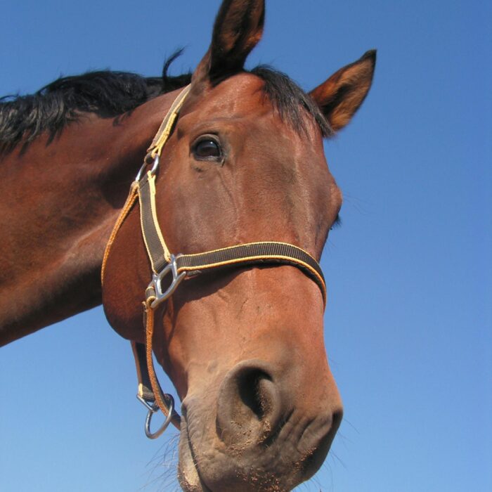 Balanced or Phlegmatic temperament
