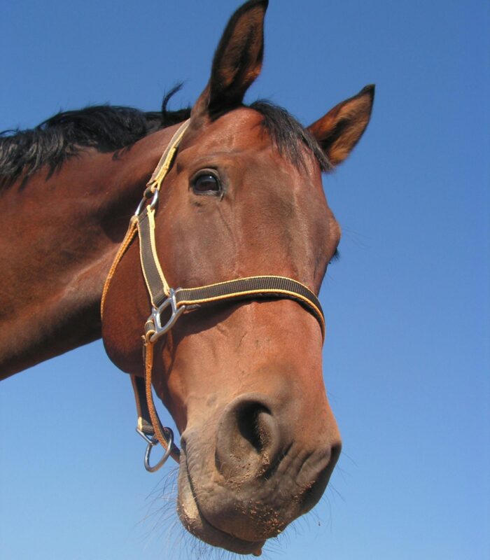 Balanced or Phlegmatic temperament